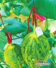 瓜吃瓜娱乐,揭秘娱乐圈幕后故事，带你领略明星们的真实生活