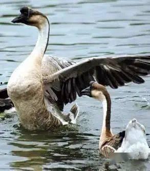 八鹅吃瓜菌不空娱乐,揭秘网络热梗背后的趣味世界